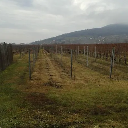 Tiffán's Pincészet és Panzió Vendégház 4*